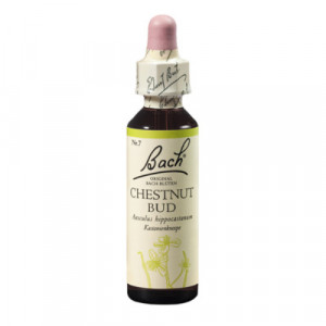 Produktbild von BACHBL&Uuml;TEN Chestnut Bud Tropfen
